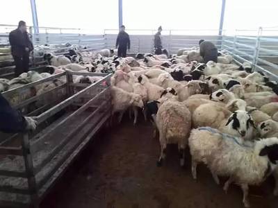 2019年活牛活羊价格与生鲜乳收购行情分析